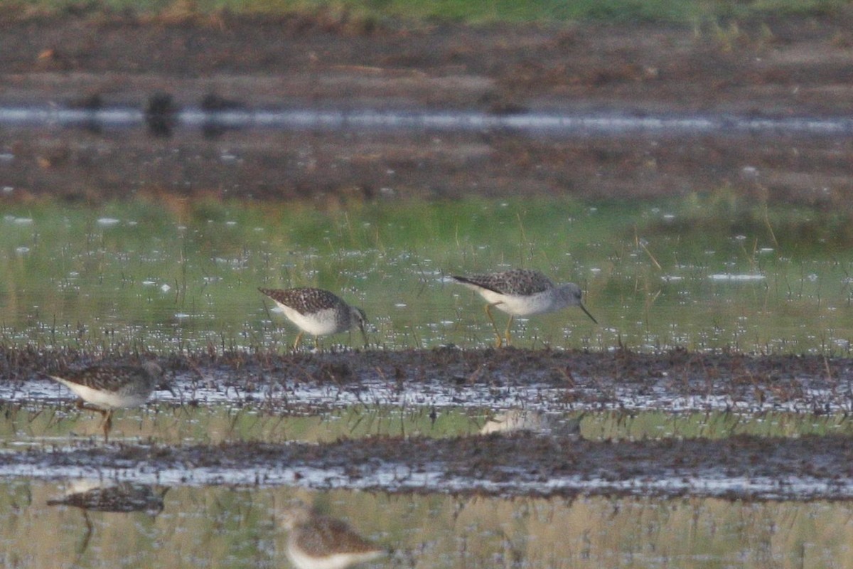 Marsh Sandpiper - ML619798966