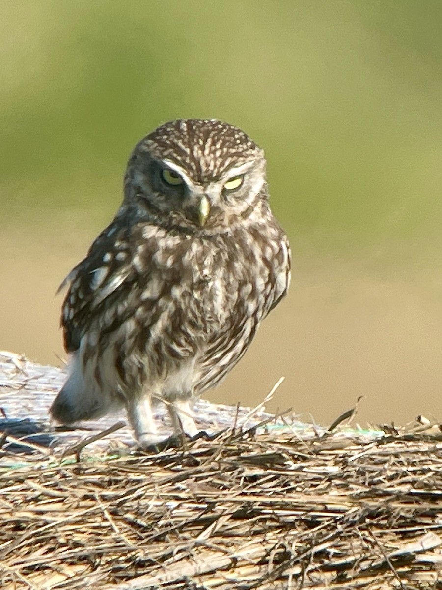 Little Owl - ML619798984