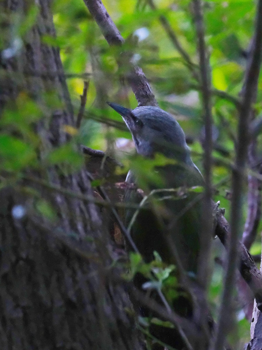 Gray-headed Woodpecker (Gray-headed) - ML619798985