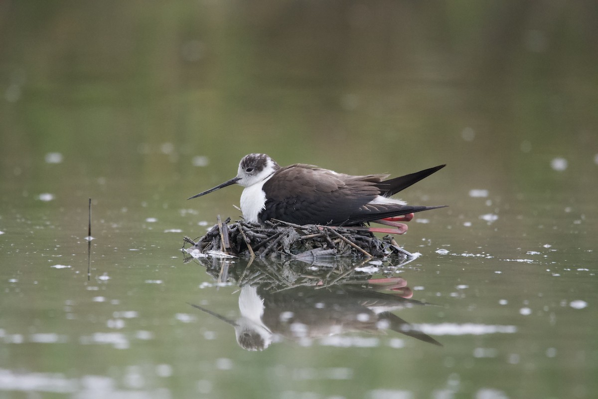 Stelzenläufer - ML619798991