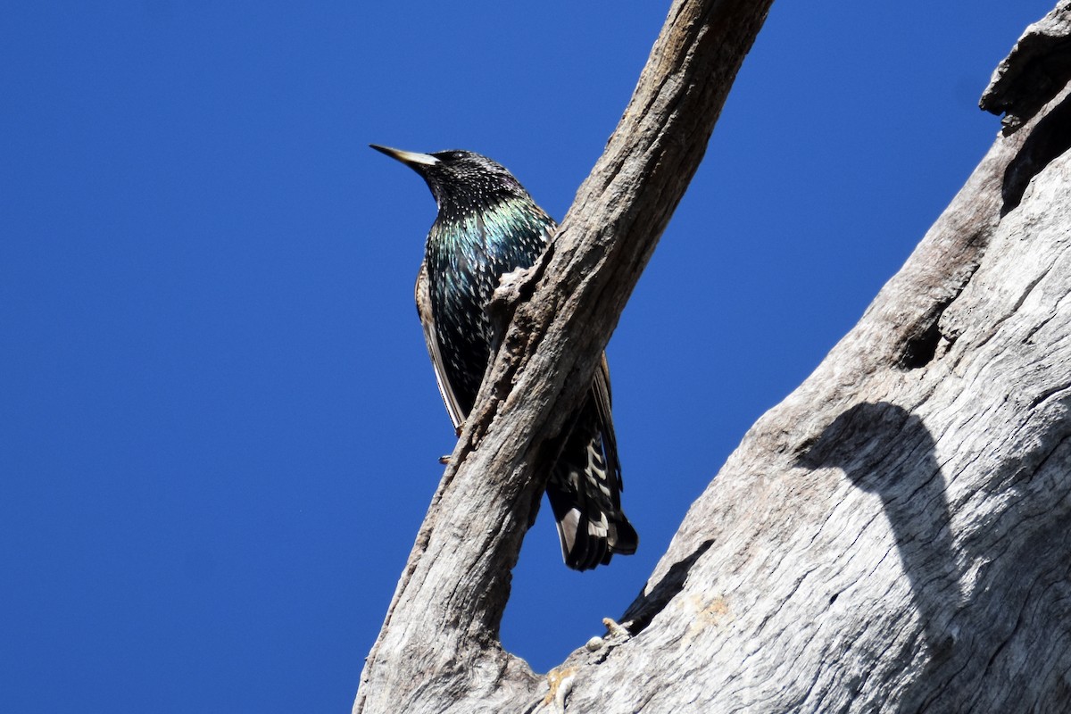 European Starling - ML619799001