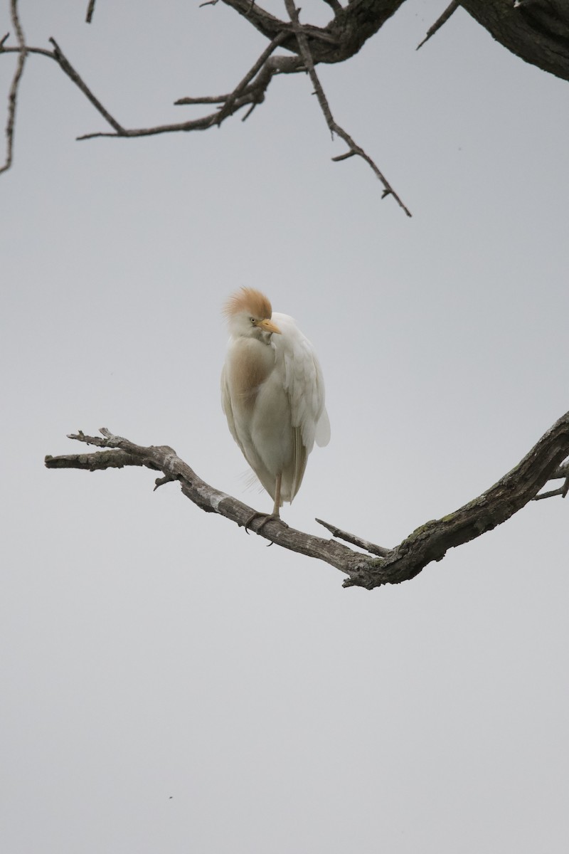 Western Cattle Egret - ML619799002