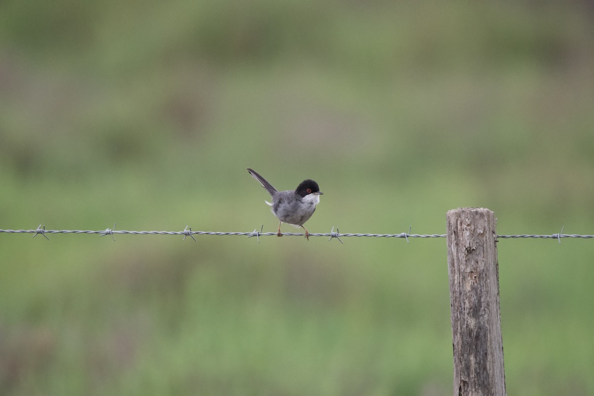 Sardinian Warbler - ML619799006