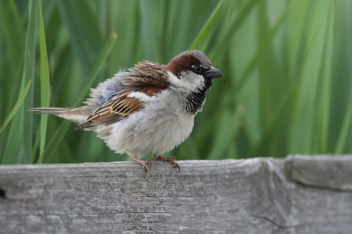 House Sparrow - ML619799007