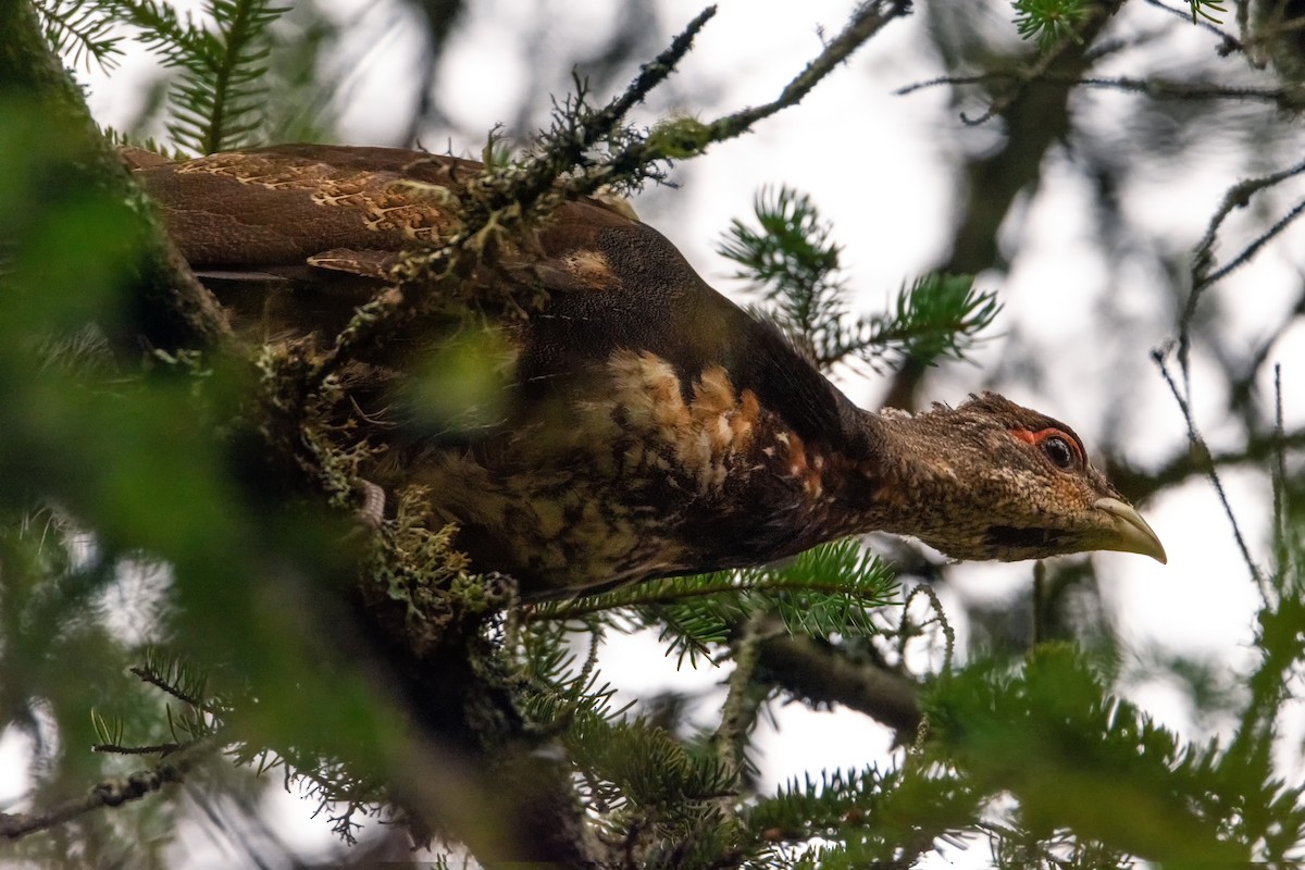 Western Capercaillie - ML619799037