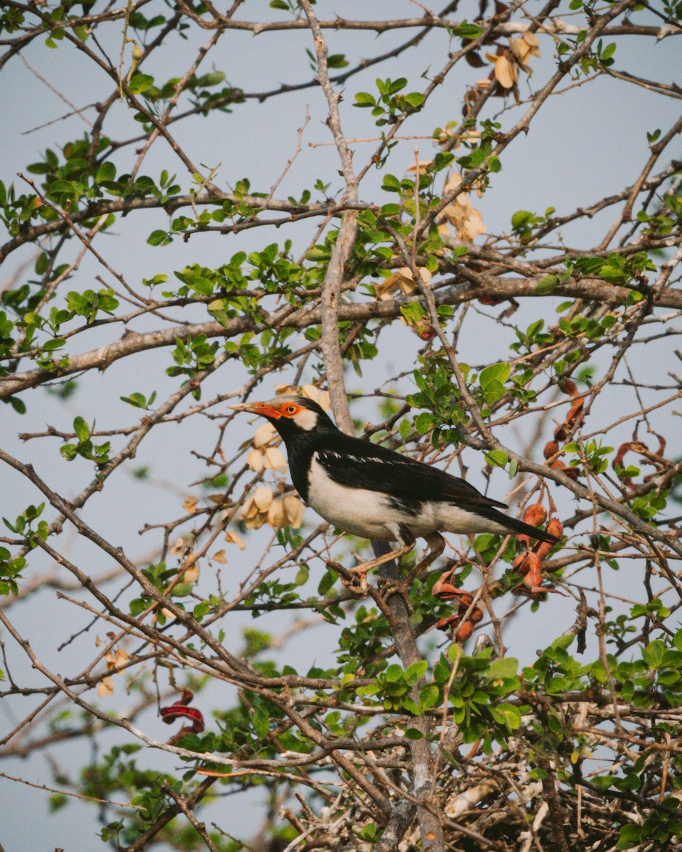 Siamese Pied Starling - ML619799057