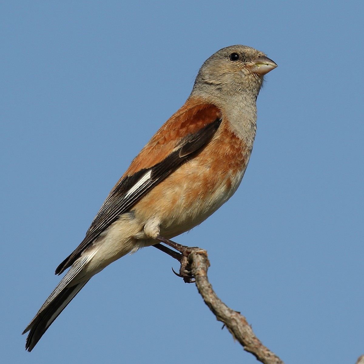 Yemen Linnet - Gilles Delforge