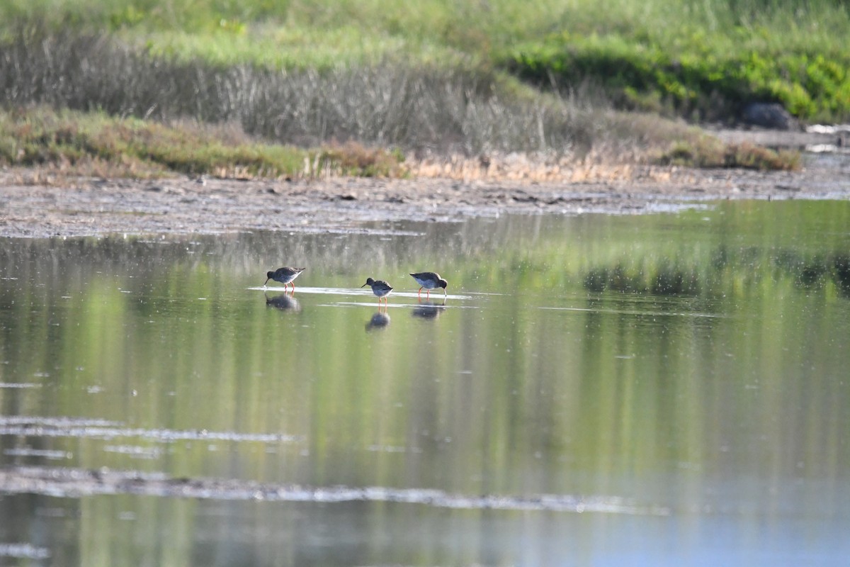 Common Redshank - ML619799071