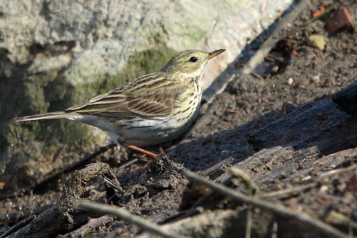 Meadow Pipit - ML619799095