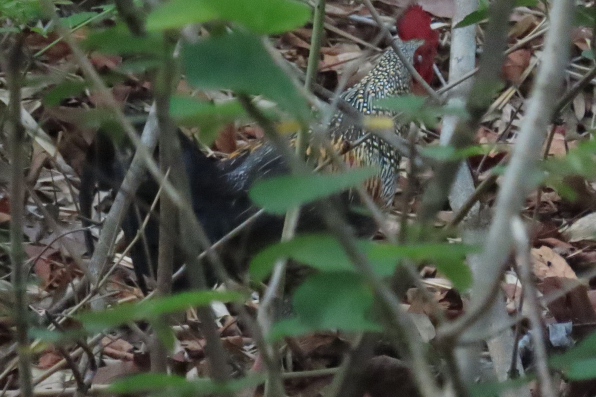 Gray Junglefowl - ML619799099