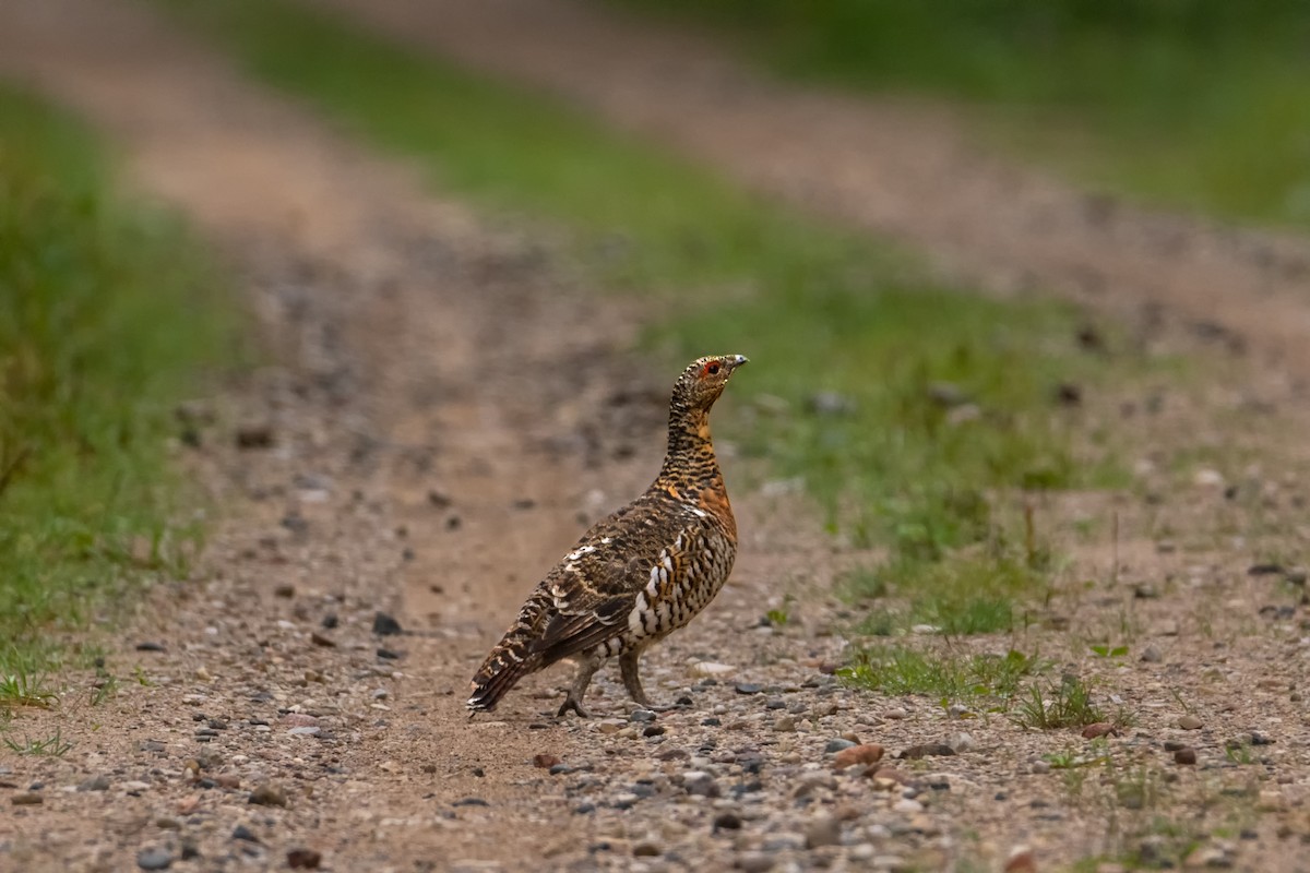 Western Capercaillie - ML619799120