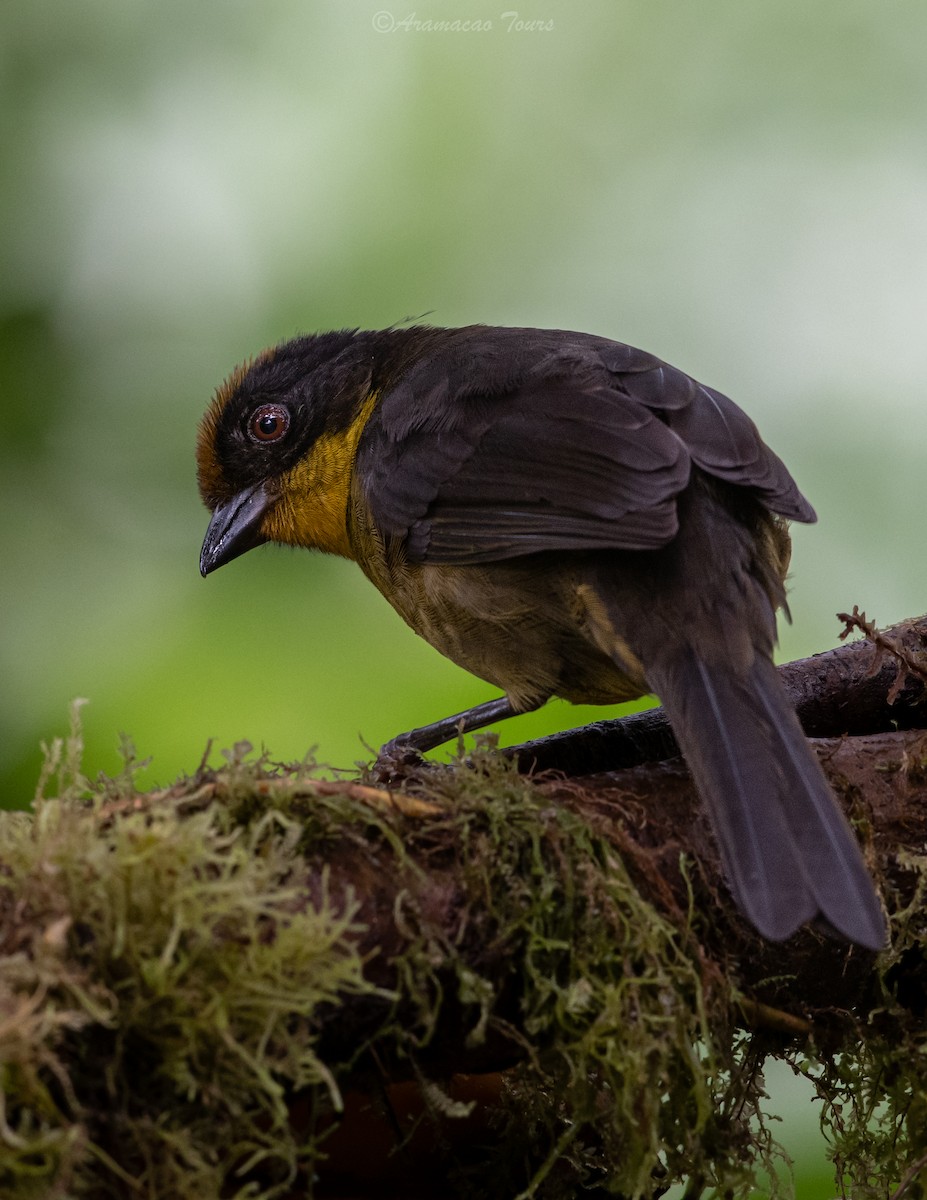 Tricolored Brushfinch - ML619799142