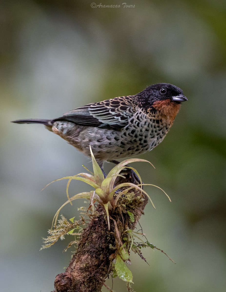 Rufous-throated Tanager - ML619799146