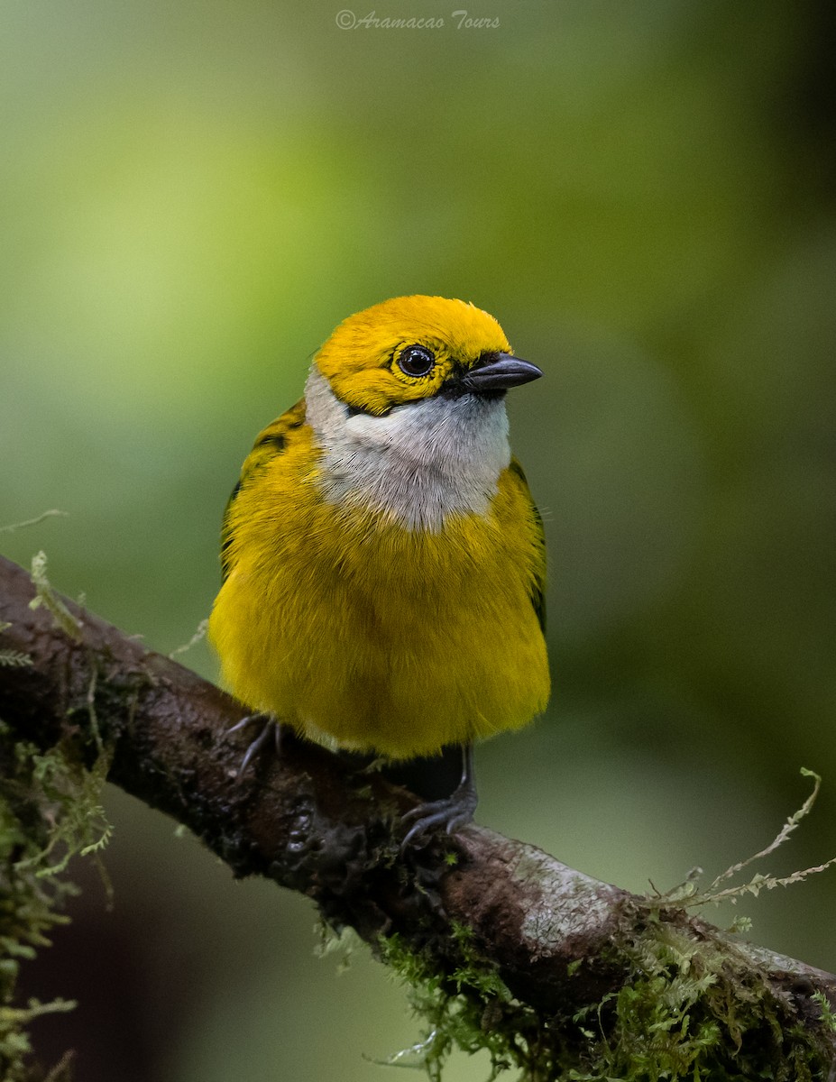 Silver-throated Tanager - ML619799157