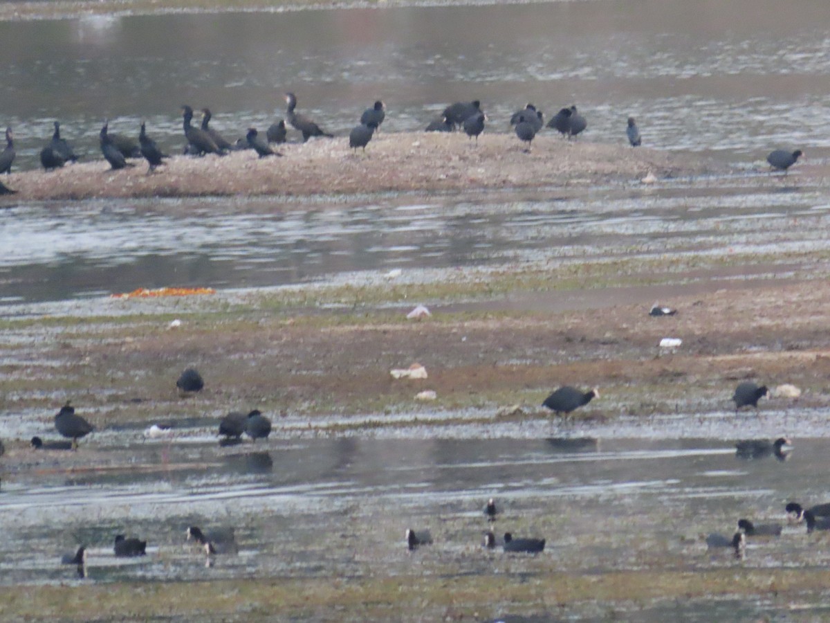 Eurasian Coot - ML619799167