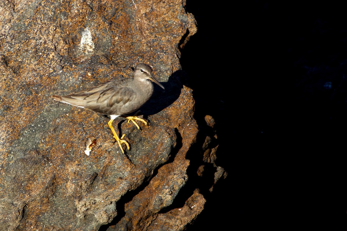 Wandering Tattler - ML619799177