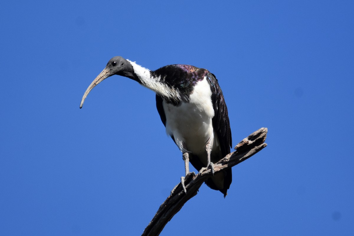 ibis slámokrký - ML619799202