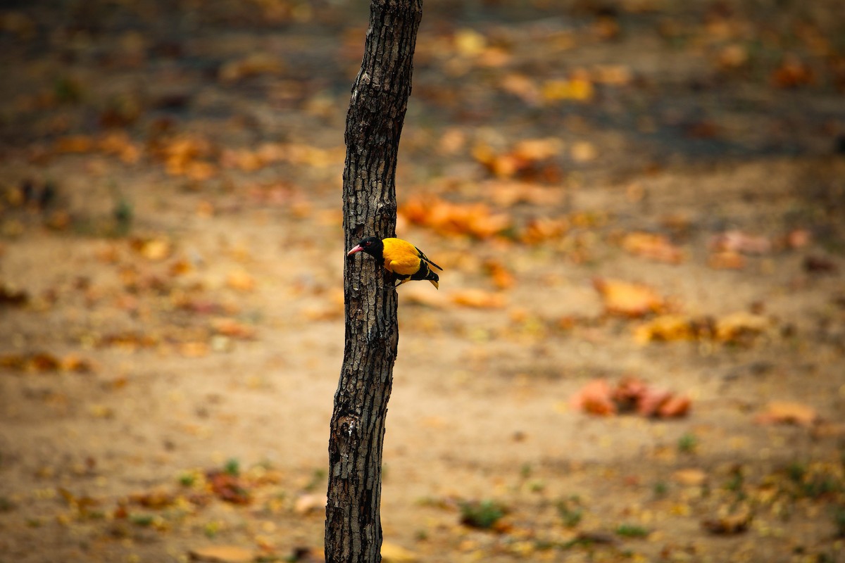 Black-hooded Oriole - ML619799239