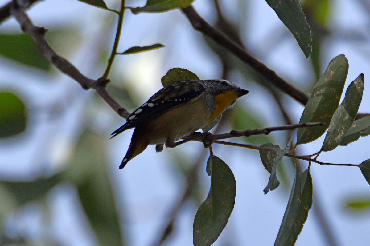 Spotted Pardalote - ML619799243