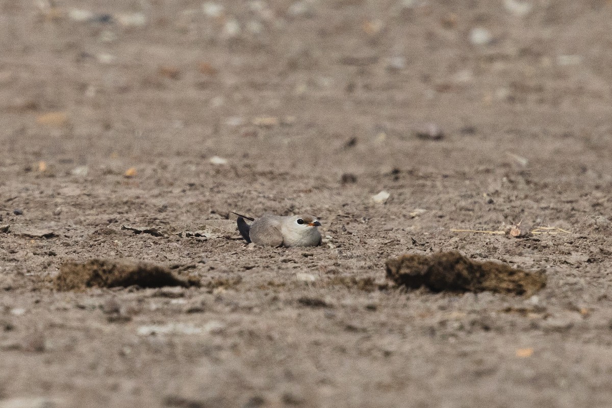 Small Pratincole - ML619799247