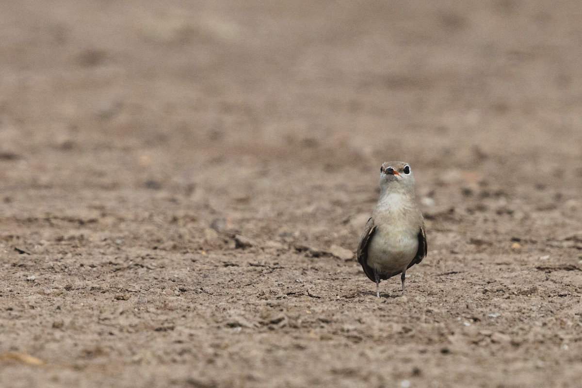 Small Pratincole - ML619799248