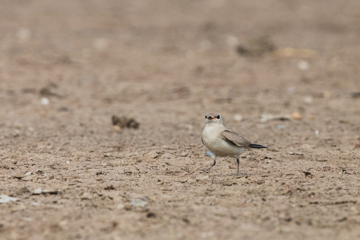 Small Pratincole - ML619799249