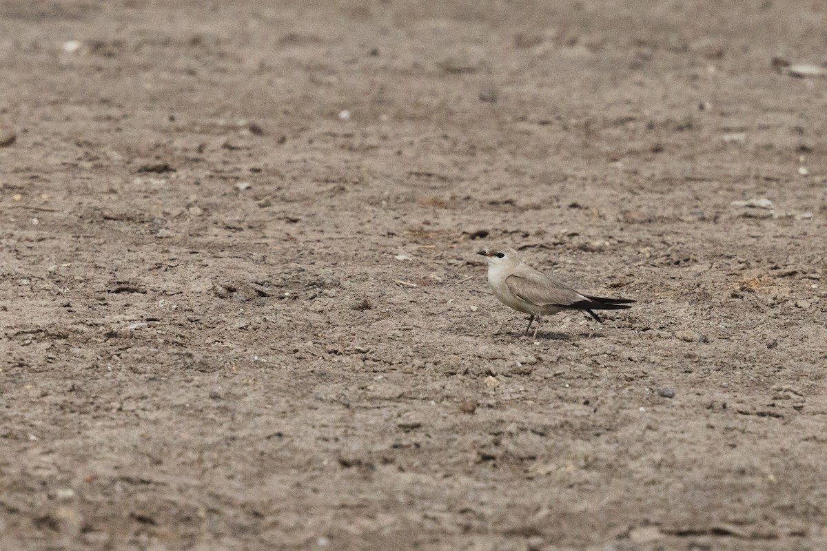 Small Pratincole - ML619799250