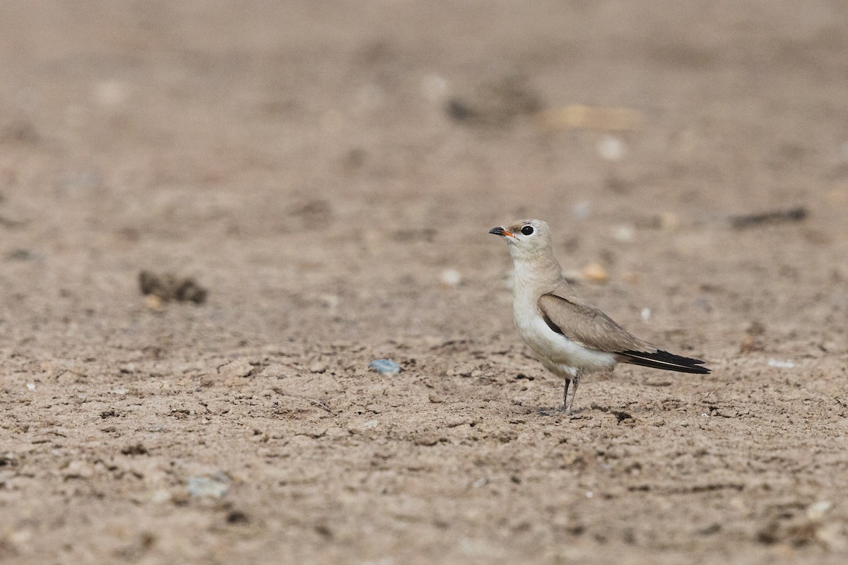 Small Pratincole - Andrew Real