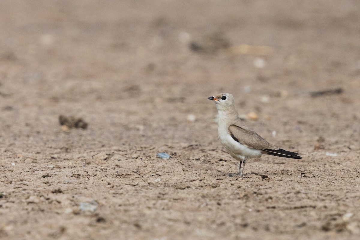 Small Pratincole - ML619799251