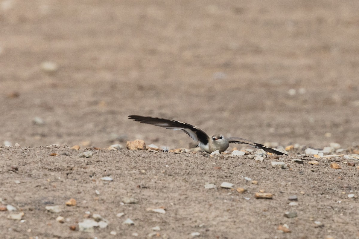 Small Pratincole - ML619799252