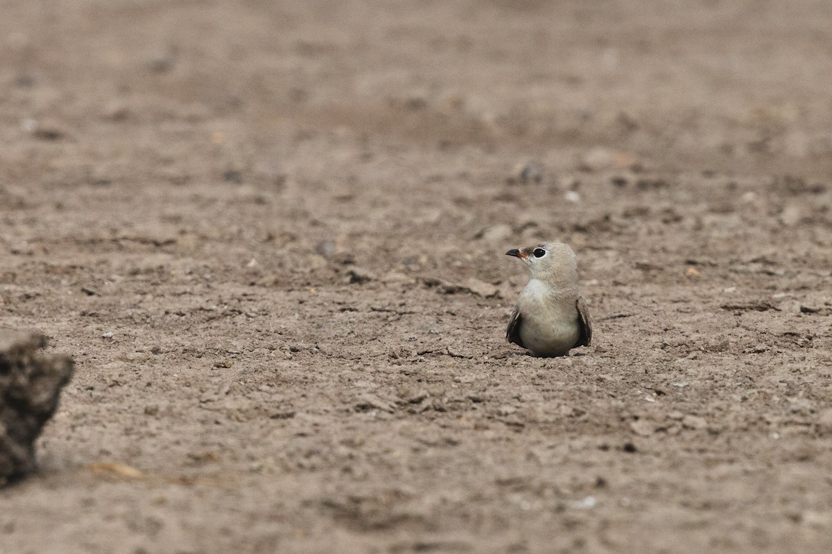 Small Pratincole - ML619799253