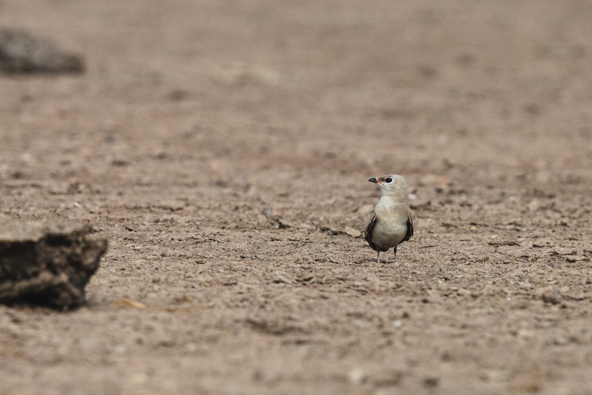 Small Pratincole - ML619799254