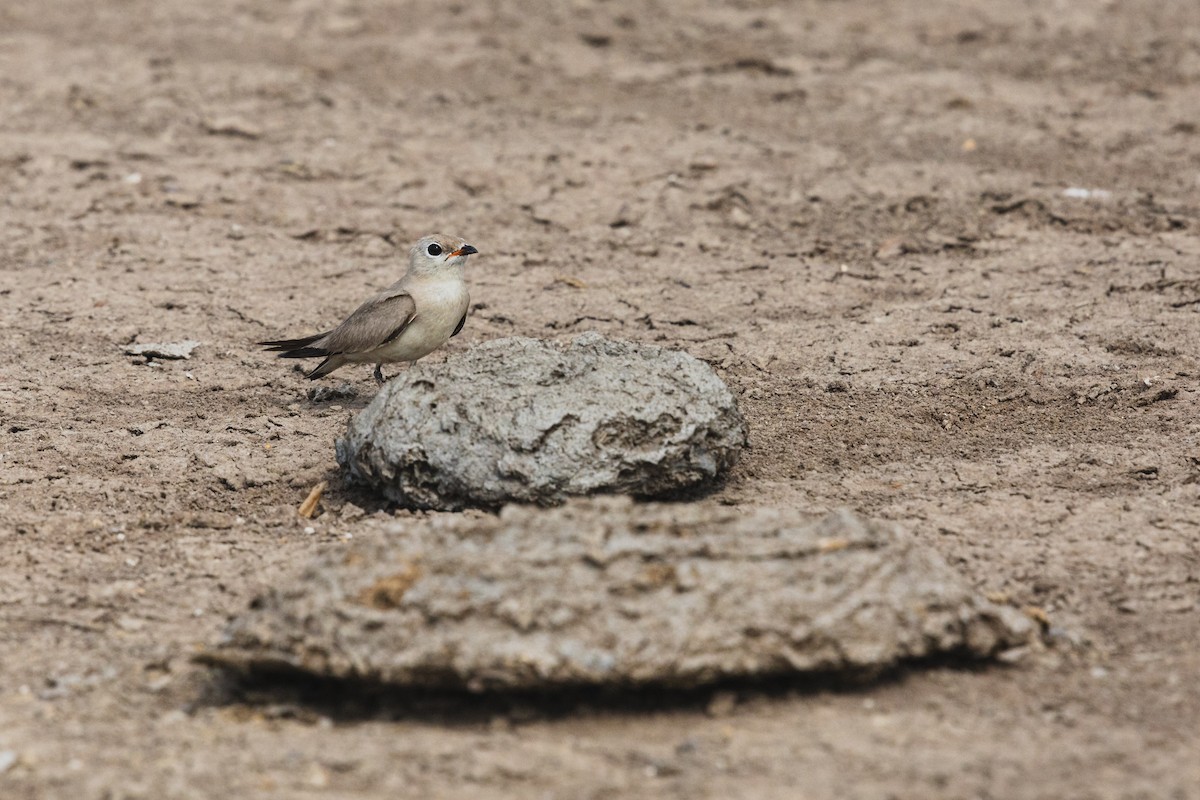 Small Pratincole - ML619799255