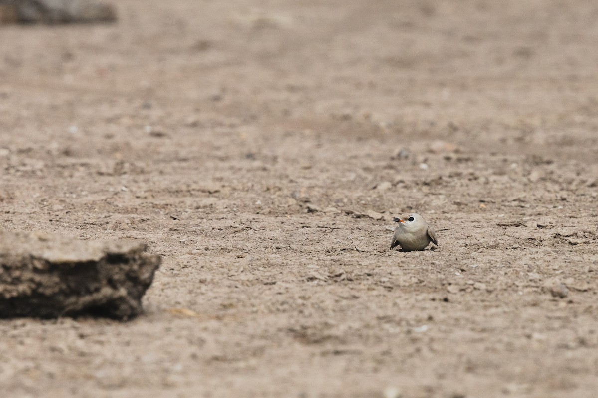 Small Pratincole - ML619799257