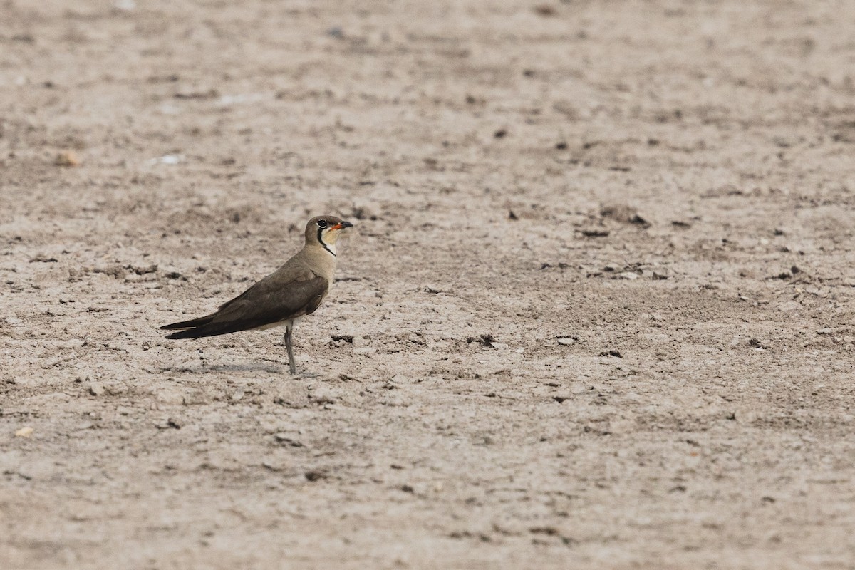 Oriental Pratincole - ML619799260