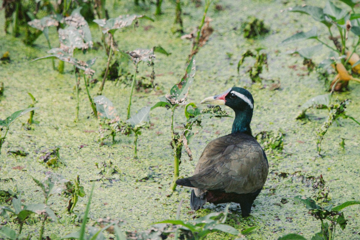 Bronze-winged Jacana - ML619799275