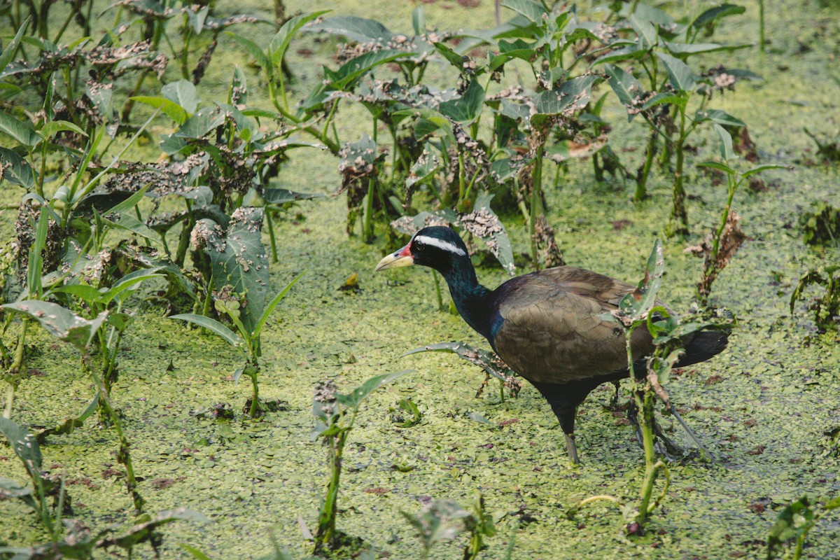 Bronze-winged Jacana - ML619799276