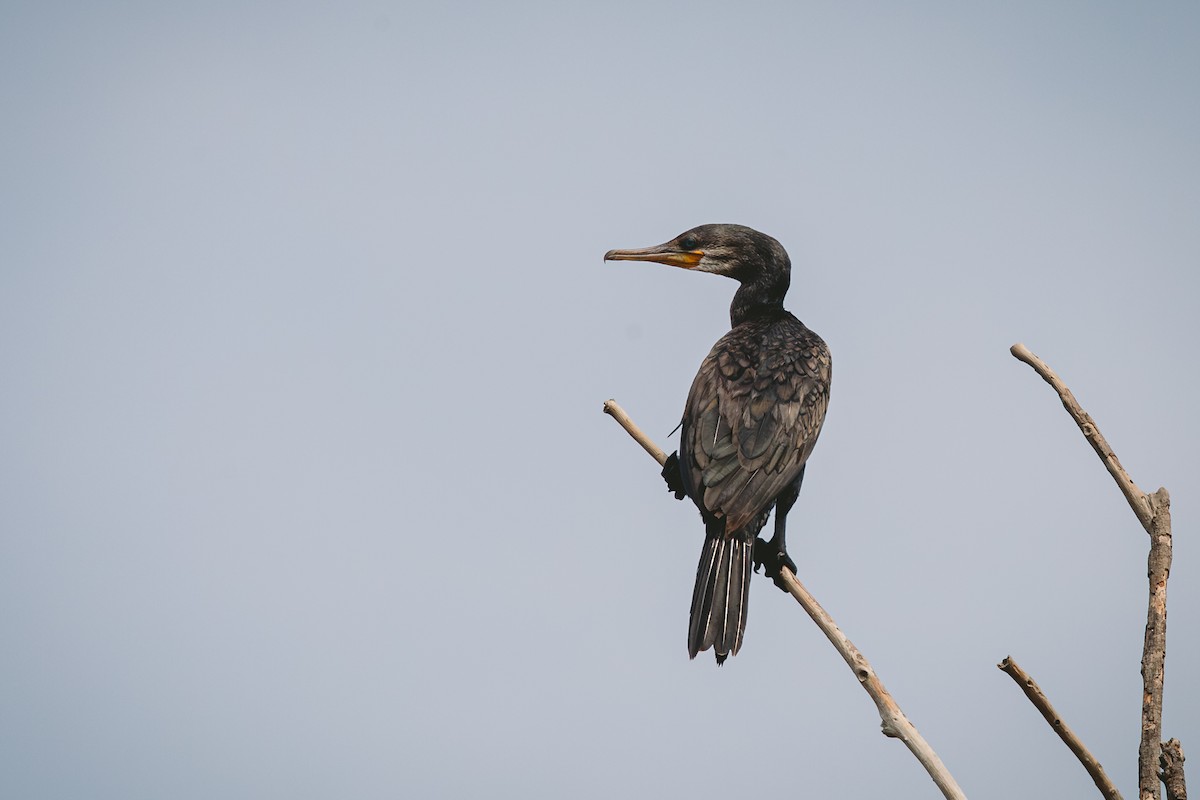 Indian Cormorant - ML619799278