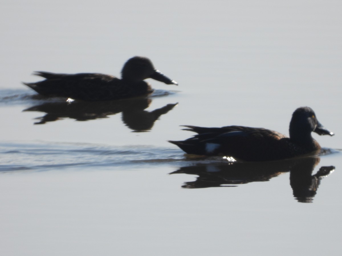 Australasian Shoveler - ML619799285