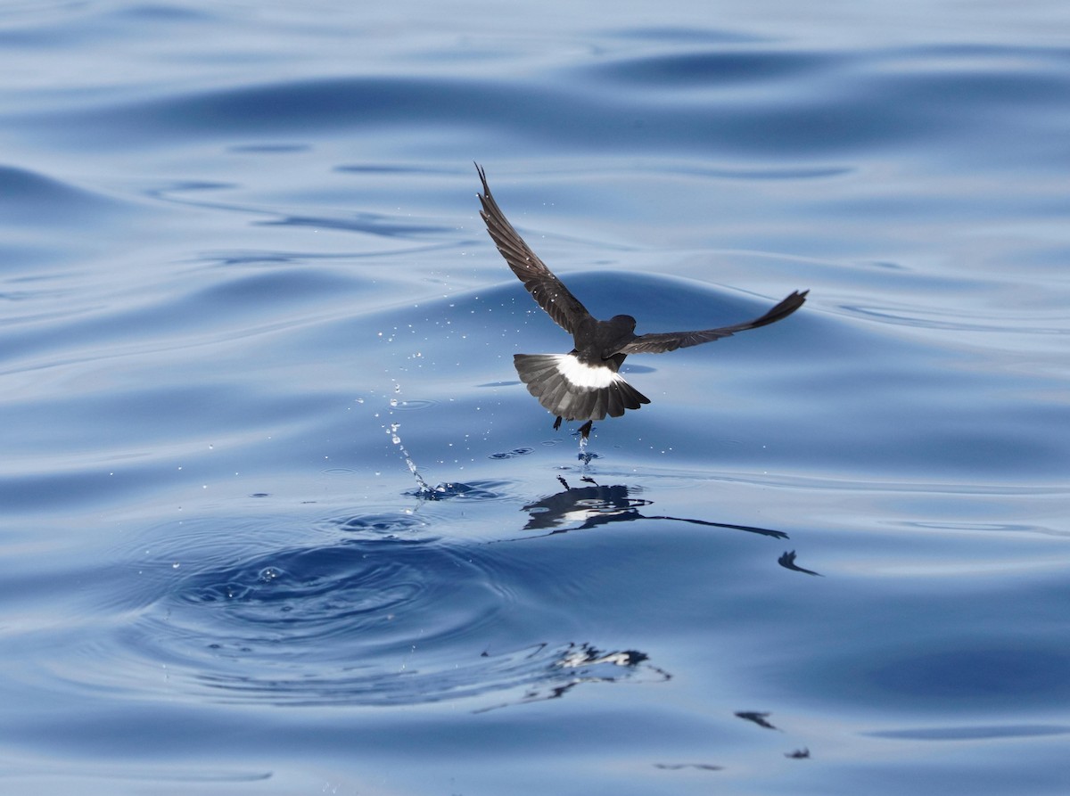 European Storm-Petrel - ML619799287