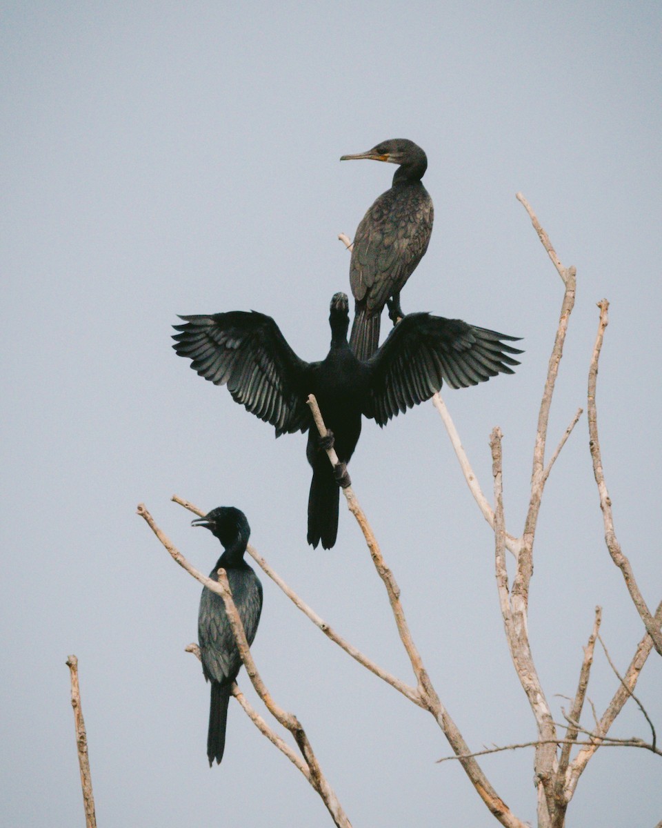 Little Cormorant - ML619799295