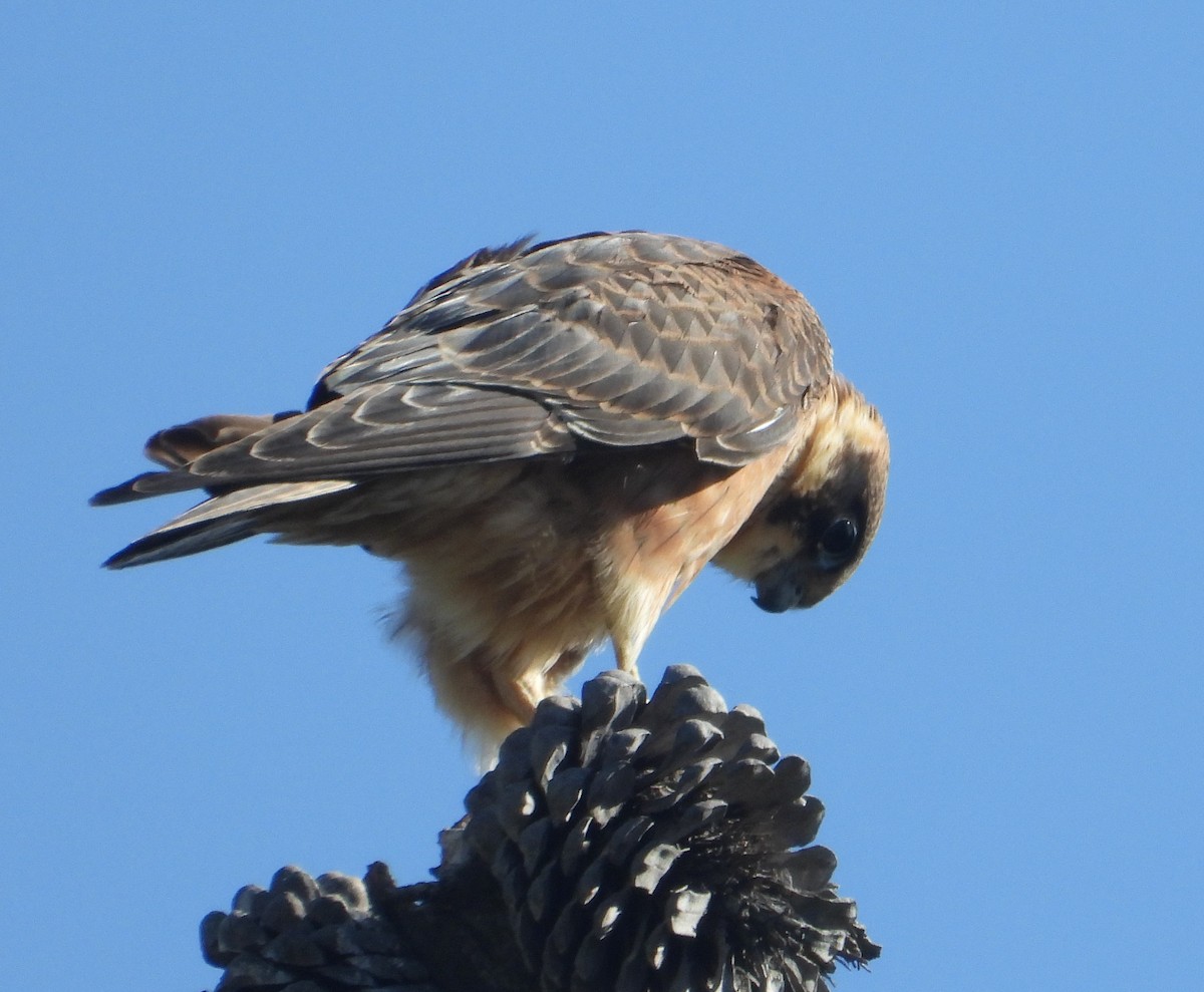 Australian Hobby - ML619799296