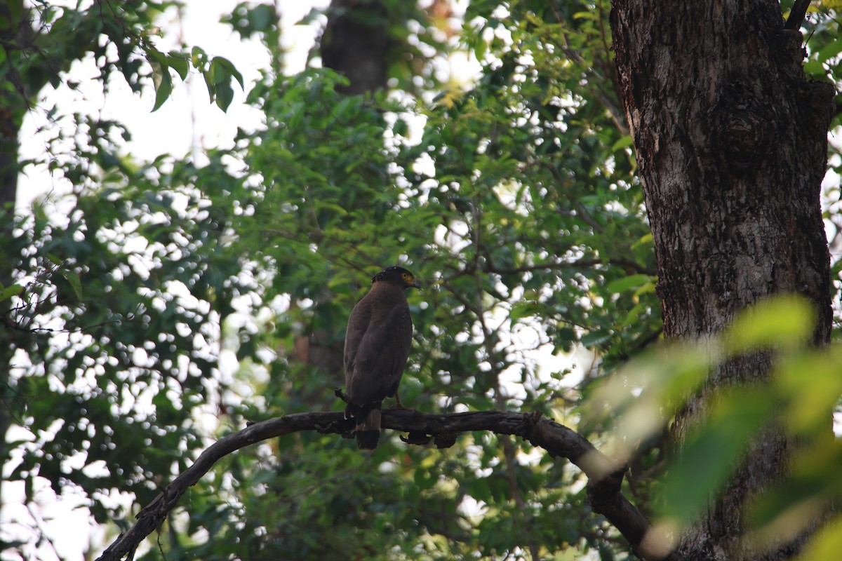 Crested Serpent-Eagle - ML619799300