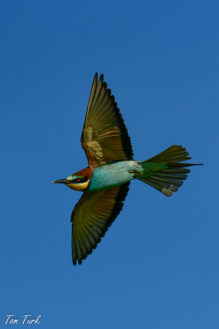 European Bee-eater - ML619799301