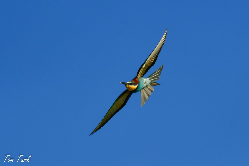 European Bee-eater - ML619799302