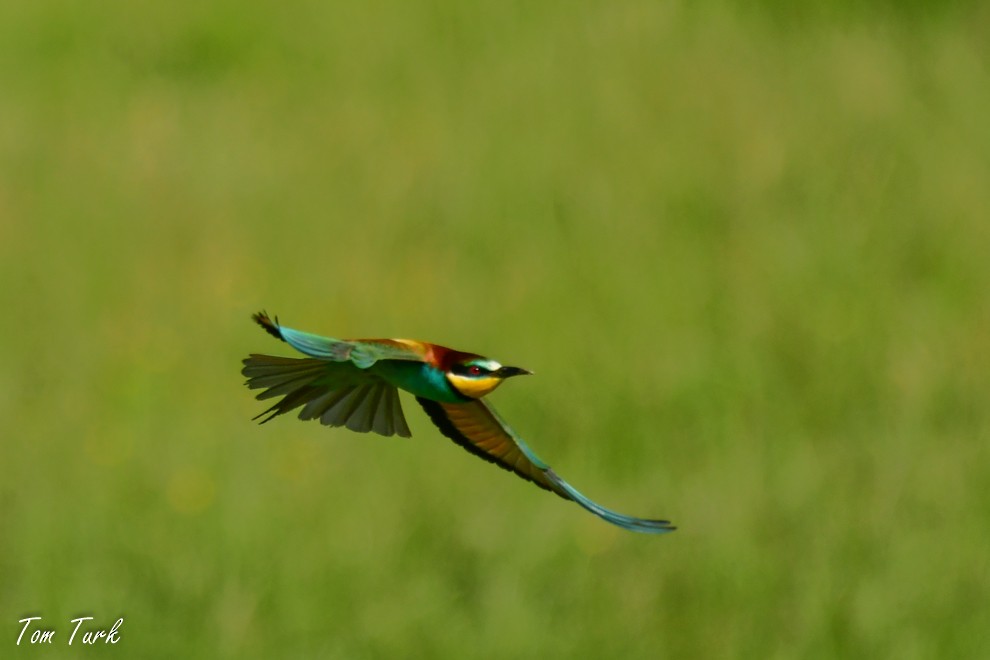 European Bee-eater - ML619799303