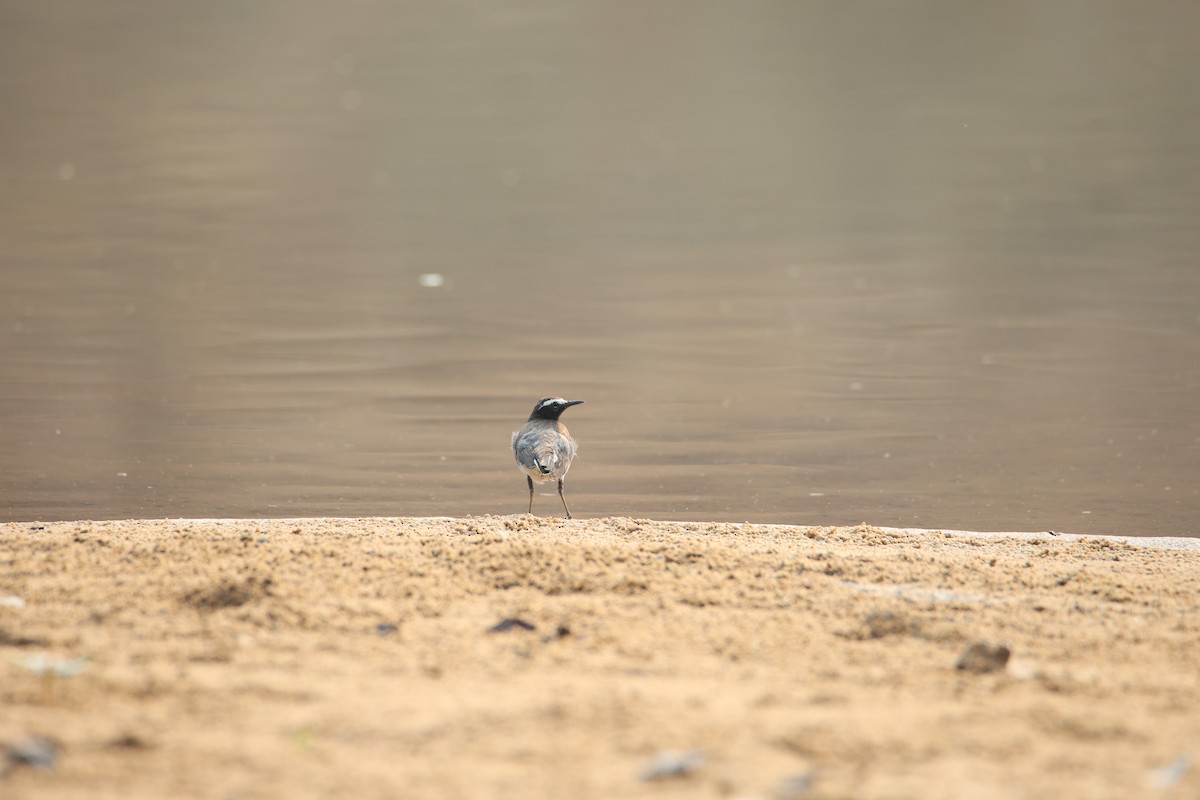 White-browed Wagtail - ML619799312
