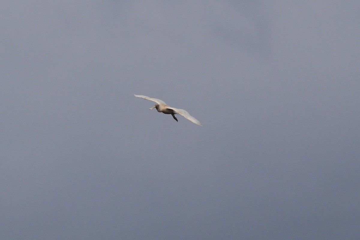 Yellow-billed Spoonbill - ML619799318