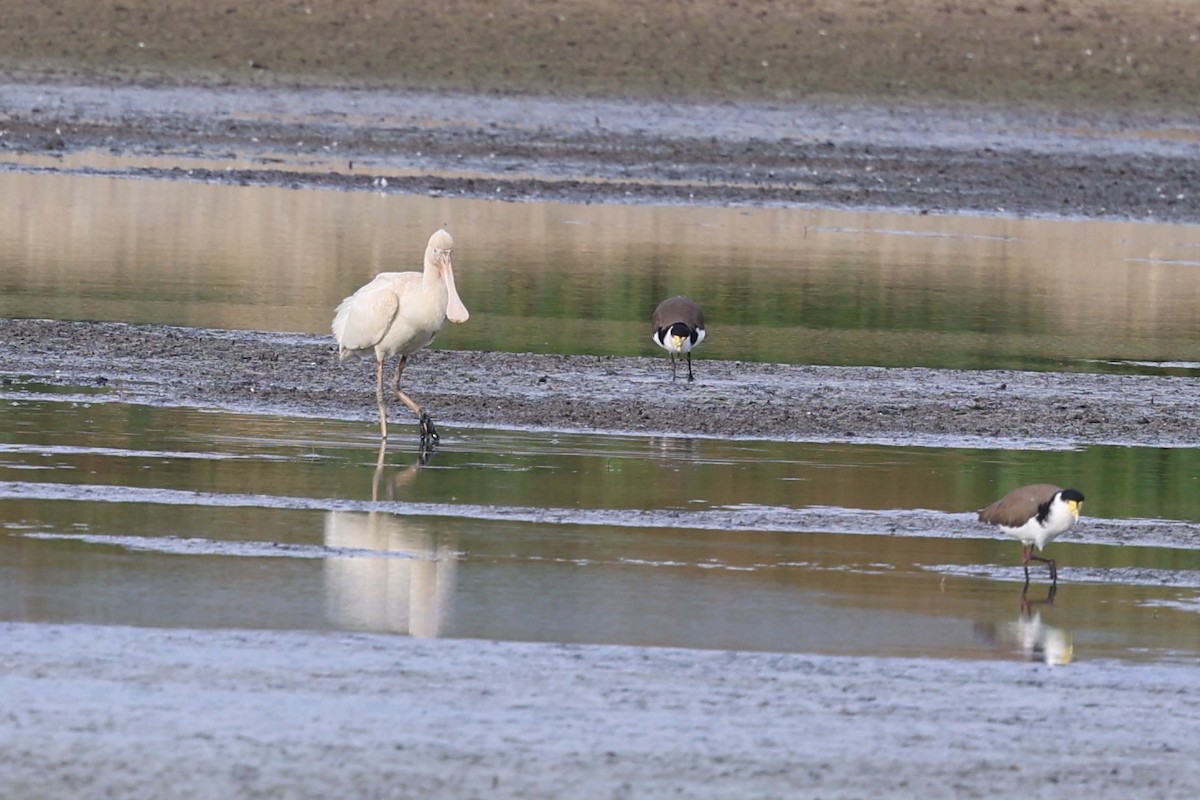 Yellow-billed Spoonbill - ML619799320