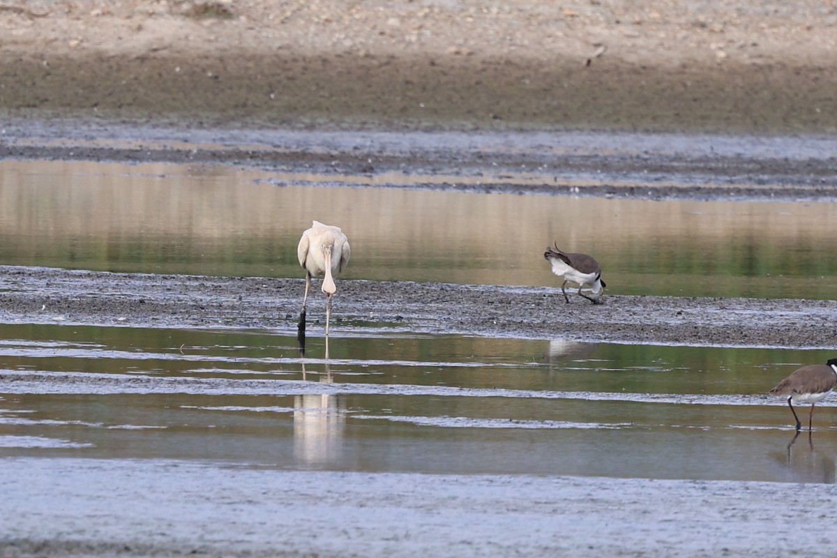 Yellow-billed Spoonbill - ML619799321